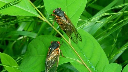Two big broods of periodical cicadas are emerging this spring in the eastern U.S. (Harvey Wilcox/Dreamstime/TNS)