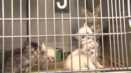A Bartow County animal shelter is under a state quarantine for a deadly cat virus. (Credit: Channel 2 Action News)