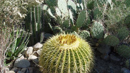 This golden barrel cactus is protected from the adjacent plants with regular pruning to prevent interference. (Maureen Gilmer/TNS)