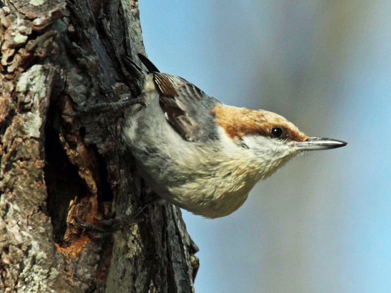 The brown-headed nuthatch is facing declines because of its shrinking Southeastern pinelands habitat. The Atlanta Audubon Society is asking metro-Atlanta residents to help create habitat for the bird by placing nest boxes in their yards. (Photo: Dick Daniels/Creative Commons/Wikipedia)