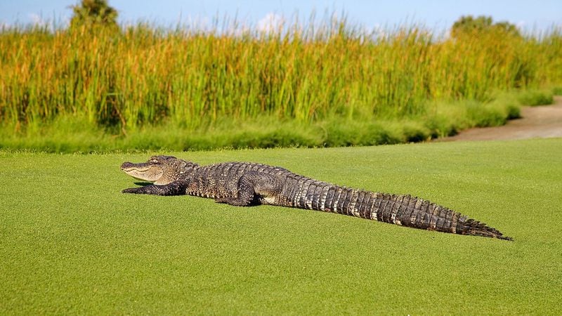 A giant alligator, similar to this one, surprised golfers at a club in Savannah, Georgia, Sunday when it suddenly appeared on the green and lumbered across the course to a nearby pond.