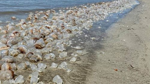Thousands of cannonball jellyfish covered the beach at the water's edge Friday on Tybee's northern end.  (Photo by Jodi Moody)