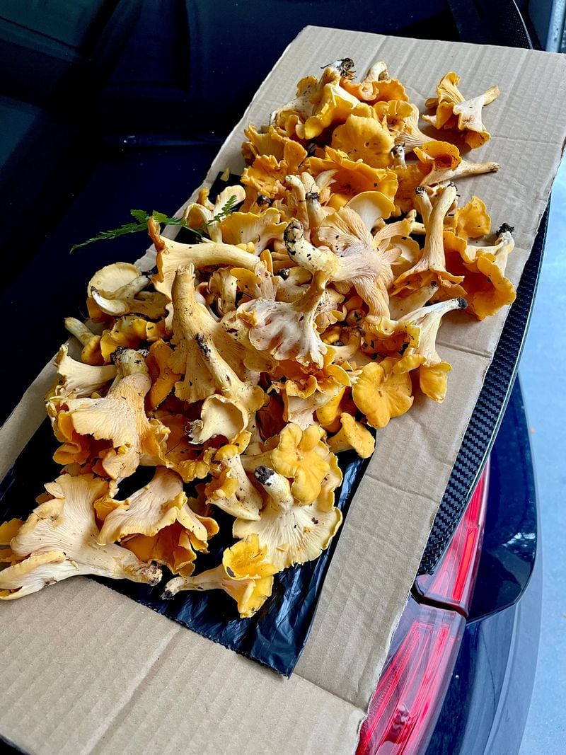 Somewhere in this pile of chanterelles, something unexpected was sleeping. Angela Hansberger for The Atlanta Journal-Constitution