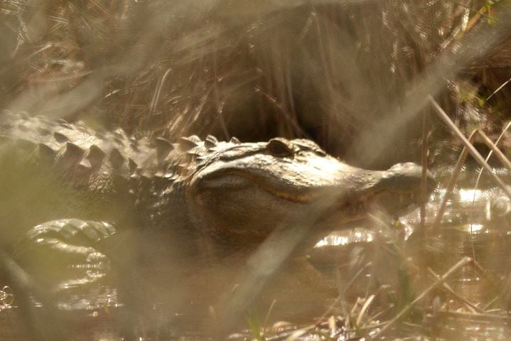 Wildlife photographer captures rare photo of Chattahoochee River alligator