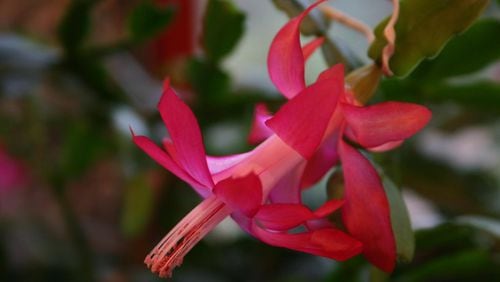 Expect lots of flowering after repotting your Christmas cactus. CONTRIBUTED BY WALTER REEVES