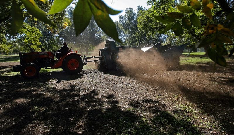 In this file photo, Donnie “Pop” Daniels pulls a harvester through one of the Big 6 Farm pecan orchards in Fort Valley. The harvester sweeps the nuts off the ground and into a trailer while blowing the leaves and other debris out the side. (Ben Gray for the AJC)