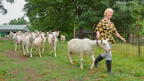 Mary Rigdon, owner of Decimal Place Farm, leads a herd of goats from the barn to one of their grazing areas near the creek on the property in Conley. Chris Hunt for The Atlanta Journal-Constitution