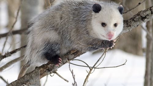 The opossum is one of Georgia’s most common — and strangest — mammals. It is North America’s only marsupial, which, like kangaroos, rears its young in fur-lined pouches on the underside of its body. CODY POPE/WIKIPEDIA COMMONS