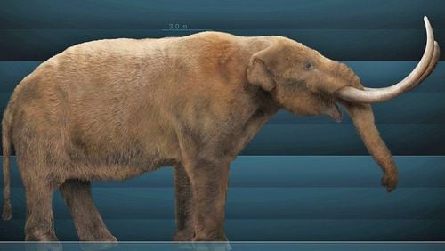 This model is of a mastodon, which once roamed what is now Georgia, according to fossil remains found in the state. It lived in the Ice Age of the Pleistocene Epoch but went extinct about 11,000 years go. The mastodon is believed to have had a link with pawpaw trees and zebra swallowtail butterflies. (Photo: Sergiodlarosa/Cretive Commons/Wikipedia)