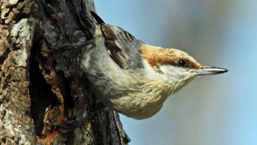 The brown-headed nuthatch is facing declines because of its shrinking Southeastern pinelands habitat. The Atlanta Audubon Society is asking metro-Atlanta residents to help create habitat for the bird by placing nest boxes in their yards. (Photo: Dick Daniels/Creative Commons/Wikipedia)