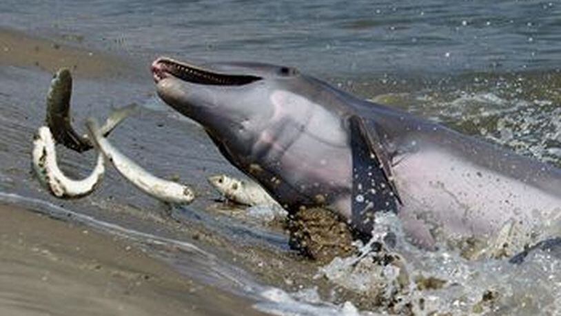 Bottlenose dolphins exhibit an unusual behavior called strand feeding in coastal South Carolina. CONTRIBUTED BY PATRICIA SCHAEFER