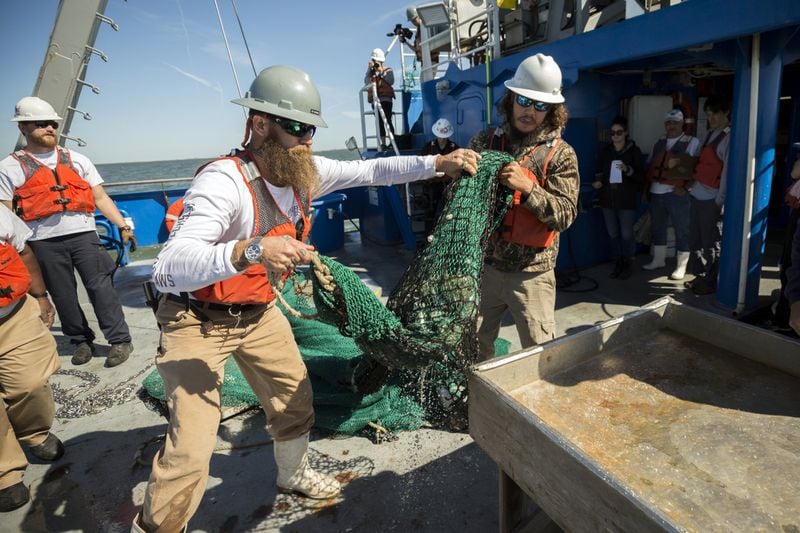SAVANNAH, GA - OCTOBER 23, 2019: Veteran shrimper Capt. Mike Younce, center, and Marine Resource Specialist Capt. Patrick Griffin, right, haul a shrimp net onto the sorting table aboard the R/V Savannah during a stakeholders cruise in the commercial fishing grounds of Wassaw Sound. (AJC Photo/Stephen B. Morton)