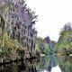 Georgia's world-famous wetland, the Okefenokee Swamp, is shown. (Charles Seabrook for The Atlanta Journal-Constitution)