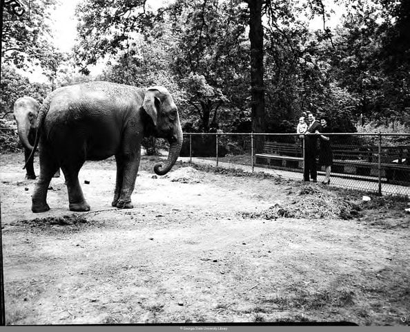 Zoo Atlanta milestone