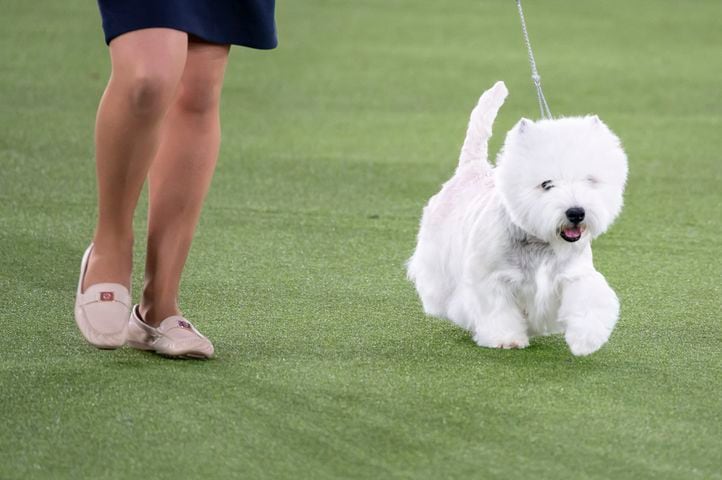 Boy, a West Highland white terrier, wins the terrier group at the Westminster Kennel Club Dog Show, held at the Lyndhurst Mansion in Tarrytown, N.Y., on Sunday, June 13, 2021. (Karsten Moran/The New York Times)