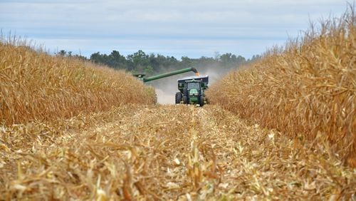 October 18, 2019 Vada - Workers harvest field corns at Worsham Farms in Vada on Friday, October 18, 2019. It's been six years since Florida took its long-running water rights grievances against Georgia to the Supreme Court, and since then the focus of its suit has shifted from metro Atlanta to the farmland of SW Georgia. (Hyosub Shin / Hyosub.Shin@ajc.com)