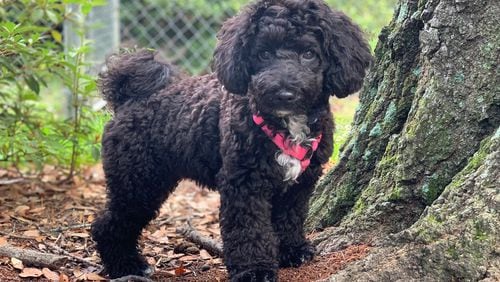 An elderly woman’s pet dog that went missing after jumping out a car window on a South Carolina highway nearly two weeks ago has been found 600 miles away in Miami, according to reports.
The dog, a miniature poodle mix named Belle, vanished after leaping from the back window of the family vehicle as it traveled near State Road 7 and US Highway 17 in West Ashley on July 15, according to the Associated Press.