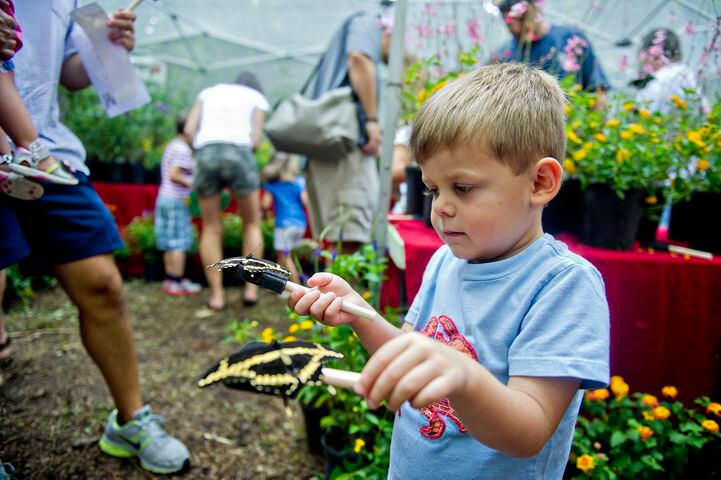 Butterfly Festival at Dunwoody Nature Center