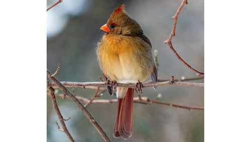 A female cardinal fluffs up her feathers to ward off cold weather. Many songbirds will fluff up their down feathers in order to retain warm air next to their bodies. (Courtesy of Rhododendrites/Creative Commons)