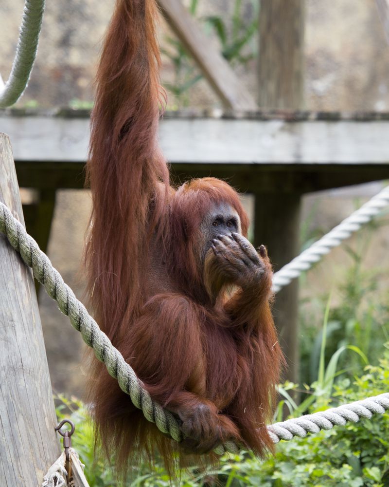 Like most adult orangutans, Biji was a solitary and independent individual, living alone and spending most of her time climbing. Photo: Zoo Atlanta