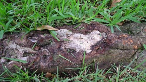 Damage to a tree root from an ax or a mower leaves an open wound through which rot can invade. CONTRIBUTED BY WALTER REEVES