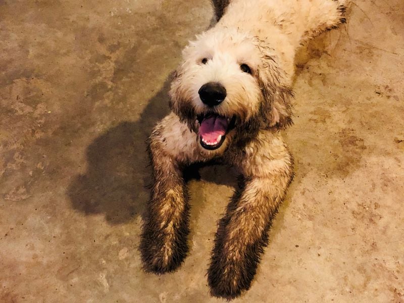 Baxter Smith, a goldendoodle from Atlanta, is one dirty dog. (Courtesy photo)