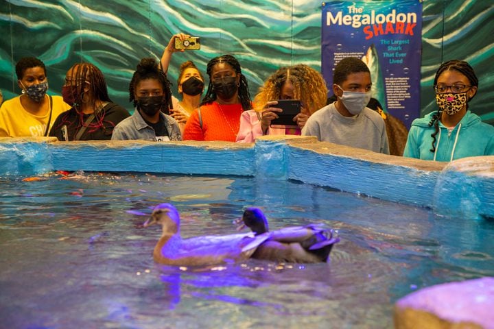 Ducks swim atop one tank during the opening of SeaQuest aquarium in The Mall at Stonecrest. PHIL SKINNER FOR THE ATLANTA JOURNAL-CONSTITUTION.