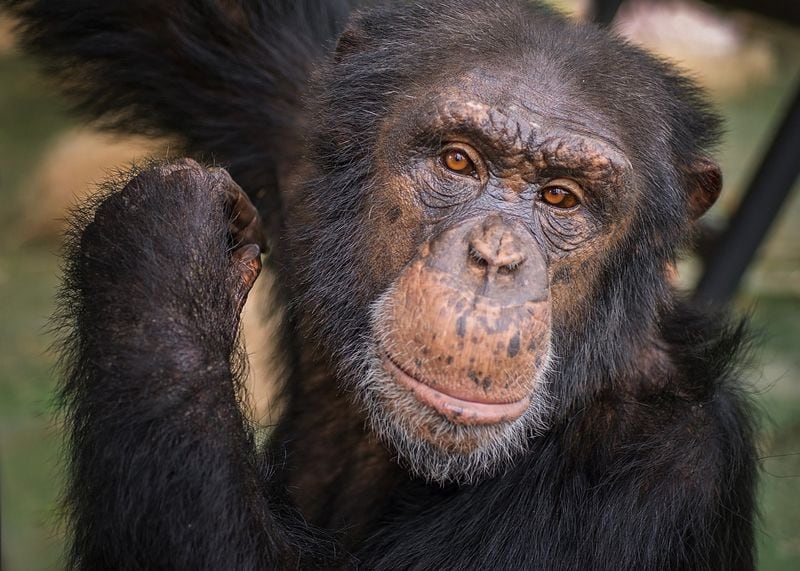 After he moved to the Project Chimps sanctuary, Leo was able to go outside for the first time. Leo was named in a lawsuit to get him and another chimp recognized as persons and released from labs. CONTRIBUTED BY CRYSTAL ALBA / PROJECT CHIMPS