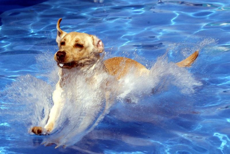 Don't miss this year's Splish Splash Doggie Bash at Piedmont Park on Oct. 1-2.