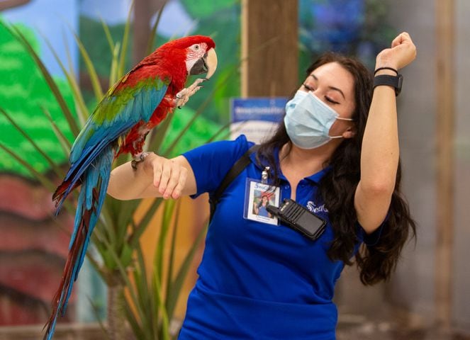 Scarlet, a green-winged macaw, performs for SeaQuest's Christina Johnsen during the opening of SeaQuest aquarium in The Mall at Stonecrest. PHIL SKINNER FOR THE ATLANTA JOURNAL-CONSTITUTION.