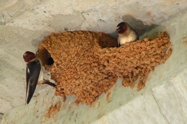 A pair of cliff swallows are shown building their nest of mud pellets. The birds often nest in colonies under bridges, overpasses and culverts in North Georgia. (Courtesy of Ken Thomas/Creative Commons)