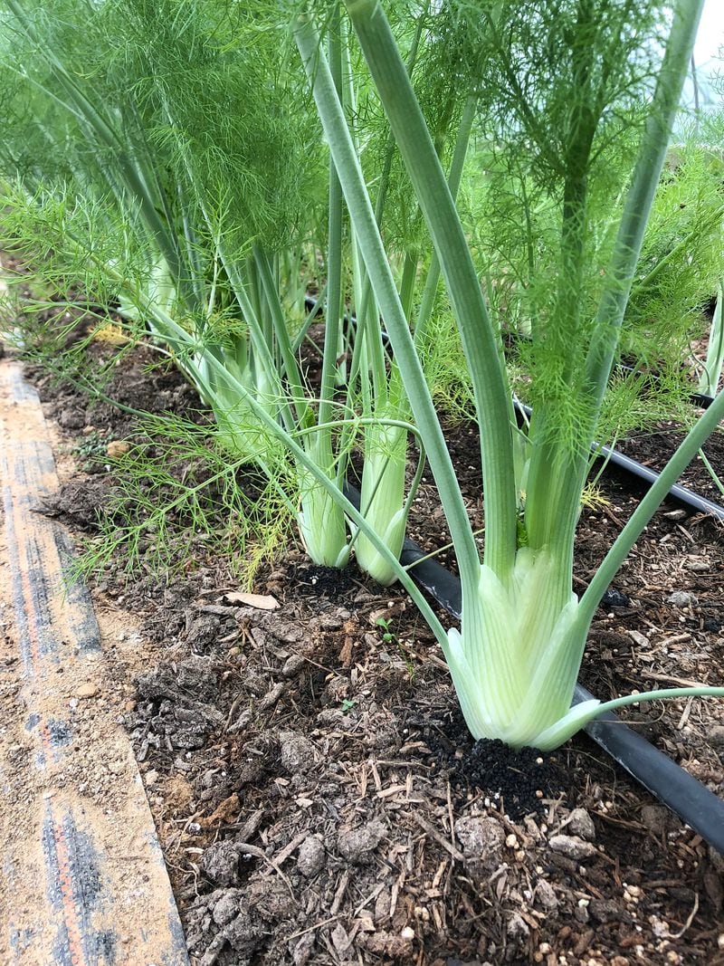 Fennel from Pinewood Springs Farm. Courtesy of Pinewood Springs Farm