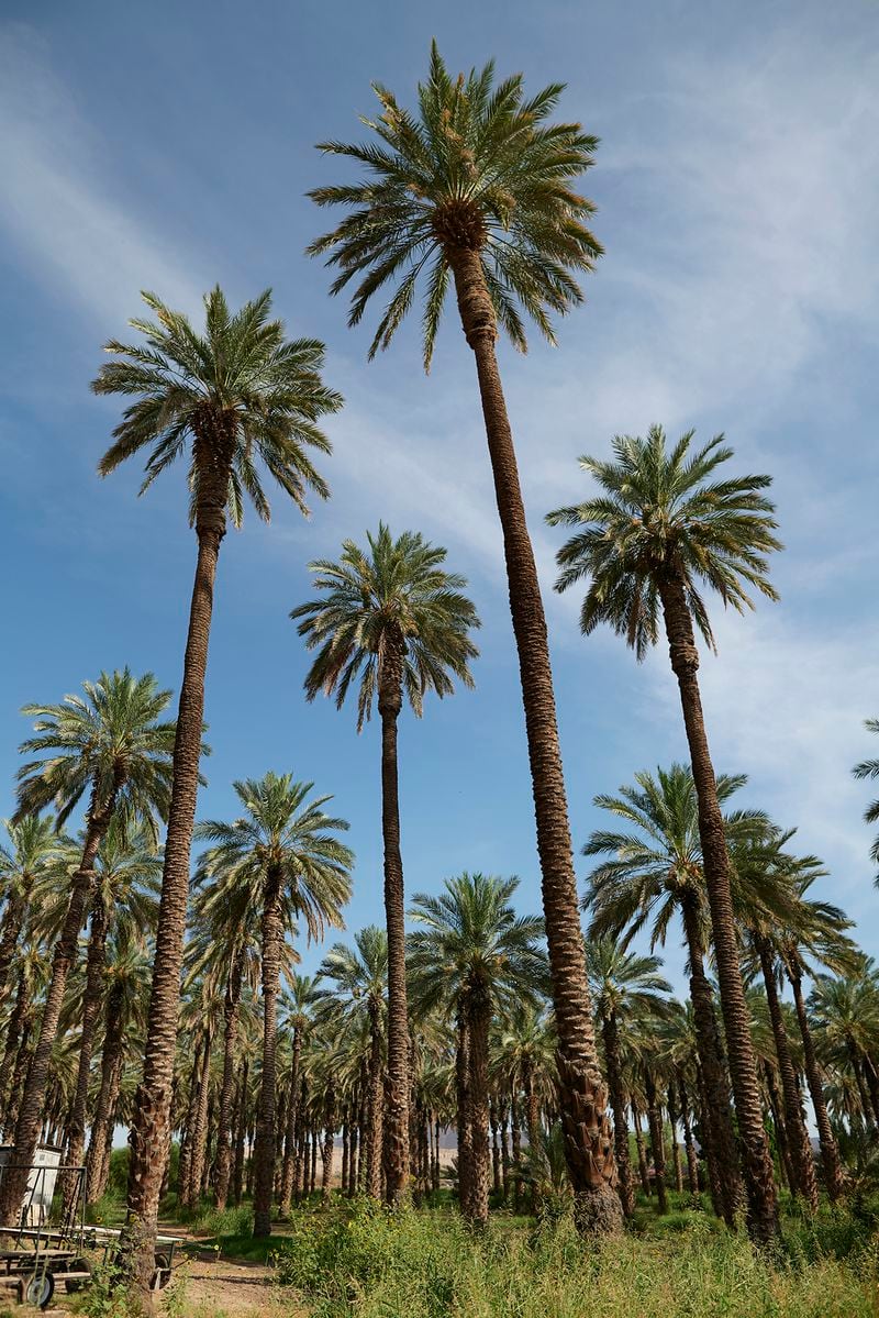 Date palms were introduced to California in the early part of the 1900s. The four palms in the center of the photo are the last four of a planting from the 1940s. (Courtesy of Farm to Fork Media / Bard Valley Natural Delights)