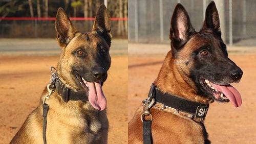 The Cherokee County Sheriff’s office has two new officers: Volt (left) and X-Ray, which are in training to join the K9 unit. CHEROKEE COUNTY SHERIFF via Facebook