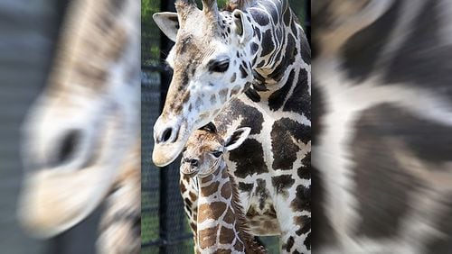 The Audubon Nature Institute in New Orleans welcomed a new resident, a baby giraffe named Hope. Sue Ellen, a middle-aged giraffe at the Freeport-McMoRan Audubon Species Survival Center, gave birth April 6, according to a news release.