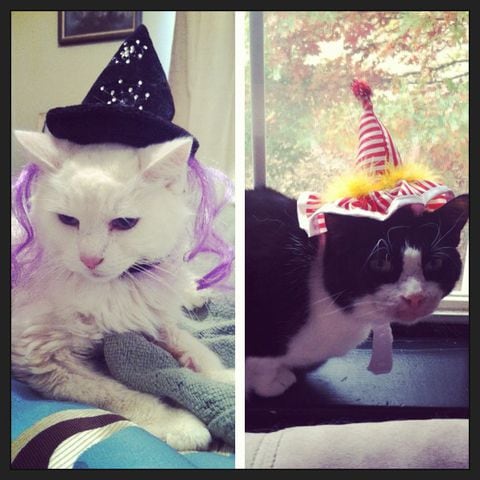 Cats in (Halloween) Hats!