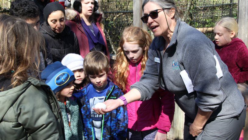 During CNC's inaugural Wildlife Baby Shower and Fundraiser 2020, Senior Wildlife Technician Dawn Ellerman talks about Red-tailed Hawks and shows an infertile egg. This event took place right before the pandemic hit.