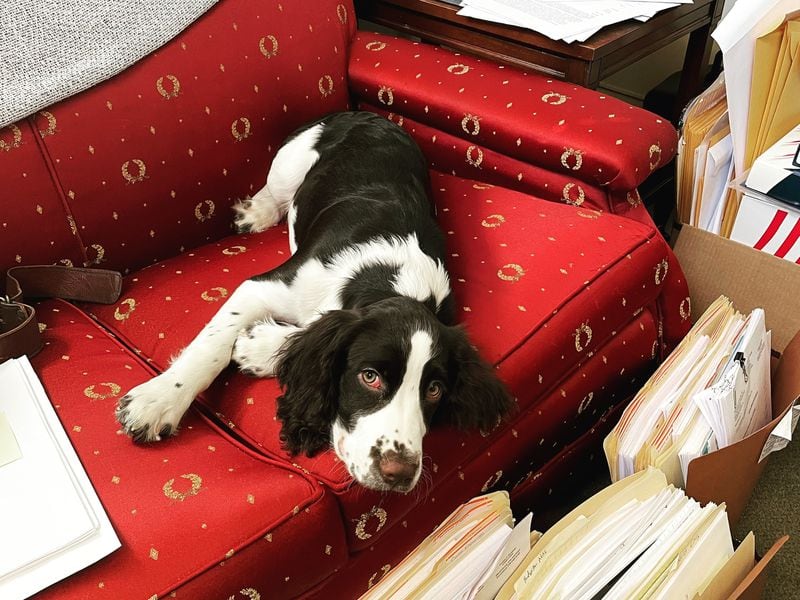 Chipper is the seven-month-old English springer spaniel puppy of state Rep. Trey Kelley. (Courtesy photo)