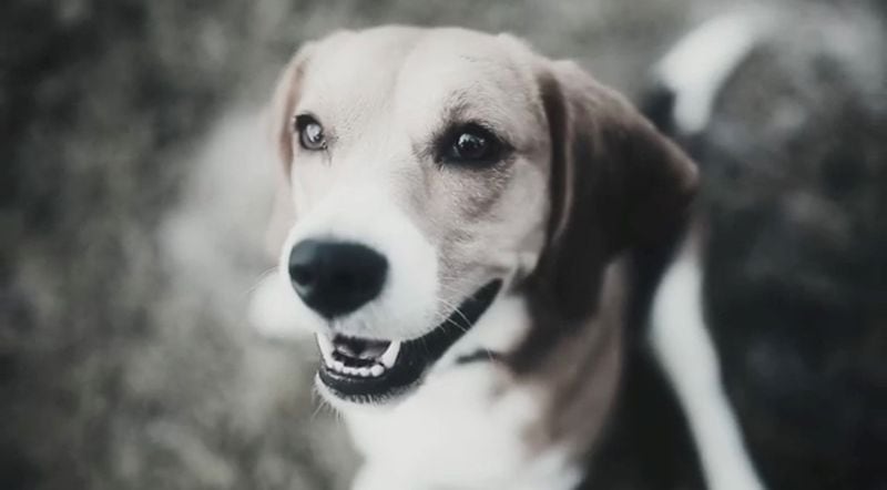 "Alvin the Beagle" was featured in a Herschel Walker campaign video.
