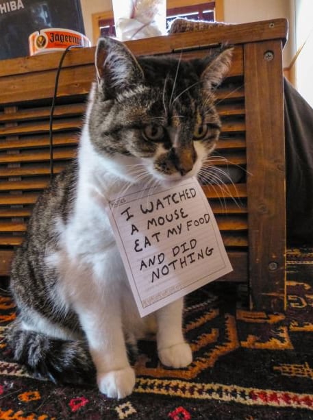 SeattleInsider: Funny Cat Photos, Even Funnier Captions