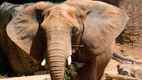 Tara, an African elephant at Zoo Atlanta, will have more room to roam after an upcoming expansion of the African savanna habitat at the zoo