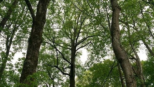 Tree preservation and earth moving regulations are the subjects of public input meetings called by Forsyth County in August. AJC FILE
