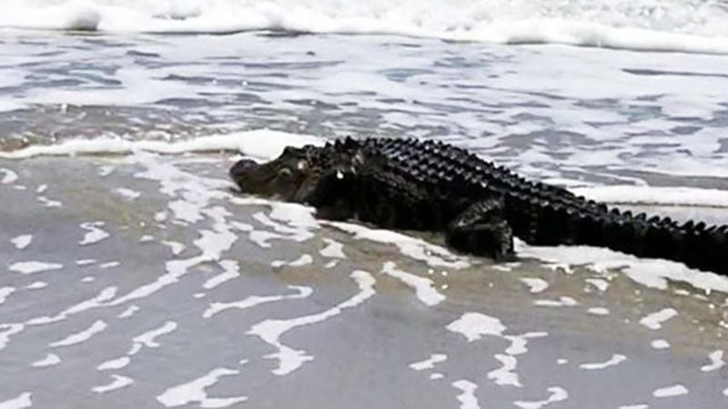 A 5- to 6-foot gator was spotted chilling out in the surf Monday afternoon at Oak Island, North Carolina.
