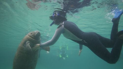 Shake hands with a sea cow during a “swim with the manatees” excursion on the Crystal River. credit: Plantation on Crystal River.