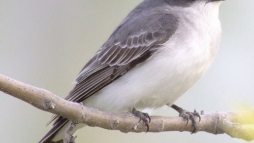 Of all of Georgia’s songbird species, the Eastern kingbird (shown here) is said to be the most aggressive in defending its nest against potential threats, such as hawks and crows. CONTRIBUTED BY CREATIVE COMMONS / WIKIPEDIA
