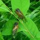 Two big broods of periodical cicadas are emerging this spring in the eastern U.S. (Harvey Wilcox/Dreamstime/TNS)