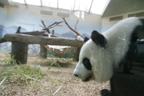 Xi Lan at Zoo Atlanta