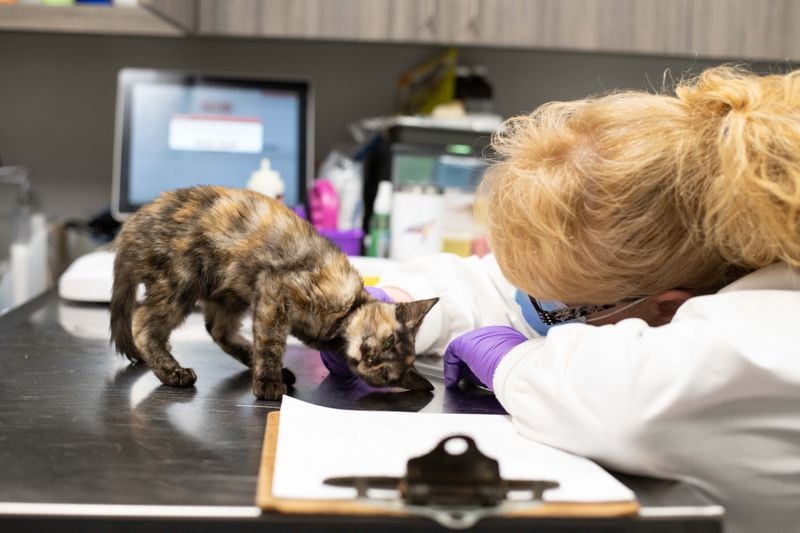 “We desperately need foster homes for them, because we are almost out of space in our isolation ward at the clinic and the kittens need to be separated from other cats,” LifeLine Animal Project spokeswoman Karen Hirsch said.