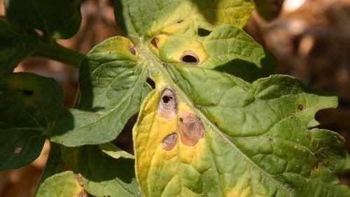 Brown spots that enlarge and cause leaf yellowing are sure signs of early blight. PHOTO CREDIT: Walter Reeves