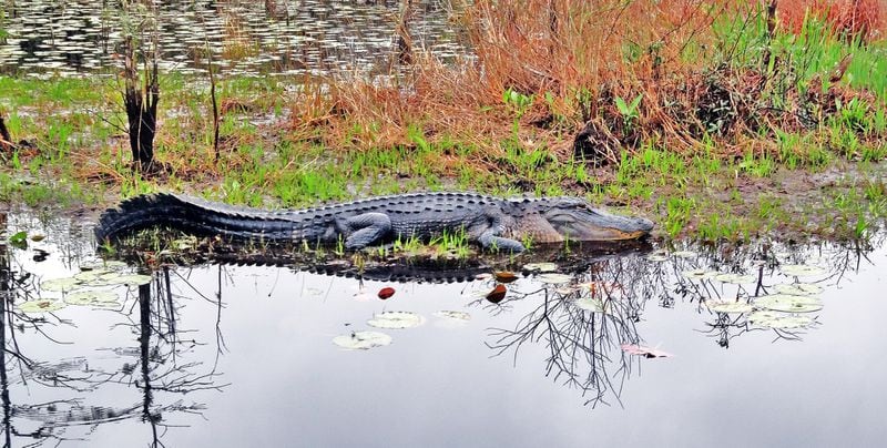 Georgia’s vast Okefenokee Swamp is filled with alligators like this one in the swamp’s Chesser Prairie area. CONTRIBUTED BY CHARLES SEABROOK